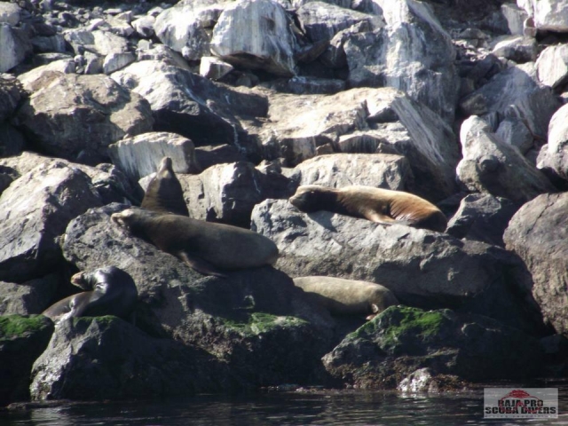 Colonia de lobos marinos